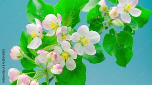 Blossoming apple-tree time lapse on a blue background. Branch with blooming flowers a apple tree. Time lapse.
