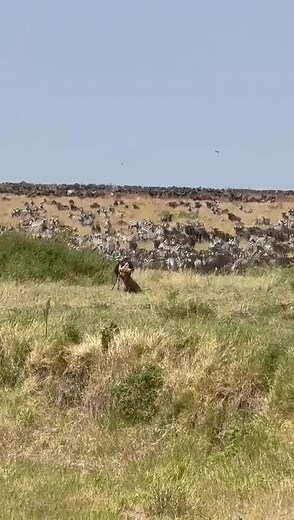 439K views · 6.4K reactions | The great migration is here with us, it's happening live with nature Path Travels ltd #tourismregulatoryauthority #adventure #travel #travellover #MinistryofTourism #hiking #tour #tourism #travelling #travellife Reagan Travel guide Nature Path Travels LTD Safari Man Ezekiel Allan Sibs | Nature Path Travels LTD | Facebook