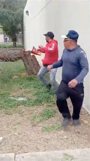 Tree Removal Done Right | Full Process From Start to Finish McAllen by contractor renovation