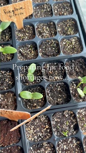 Do you grow your own food? #garden #gardening #prepper #organic #homegrown #seedlings #farmtotable