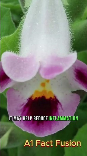 🌿 Devil’s Claw: The African Pain-Relief Plant You Should Know About!