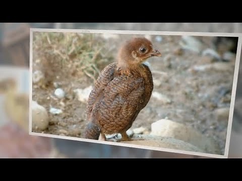 What Do Wild Baby Turkeys Eat?