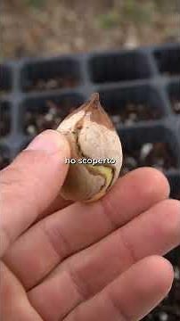 How to sow correctly? - MDB Nurseries