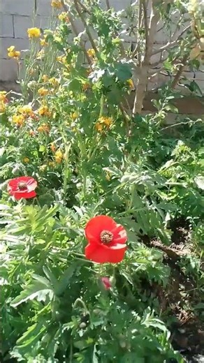 "Spring Vibes: Peace and Beauty..." ✨