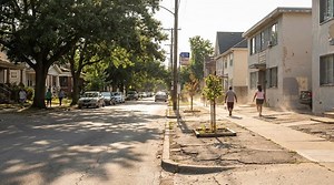 What happens when the trees disappear?