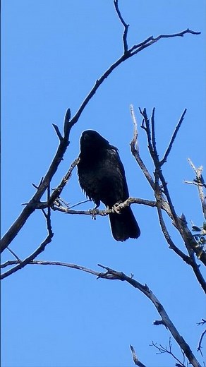 American Crow🐦‍⬛Morning Chorus #americancrow