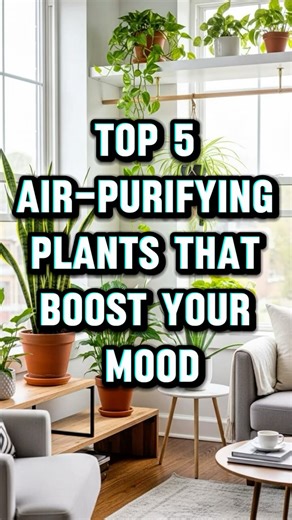 Top 5 Air-Purifying Plants That Boost Your Mood #houseplants #indoorplants