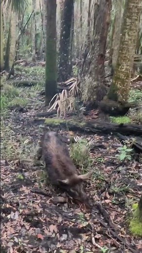 Shooting wild boar with 10mm 1911