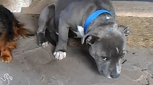 Who done it? | The Dodo