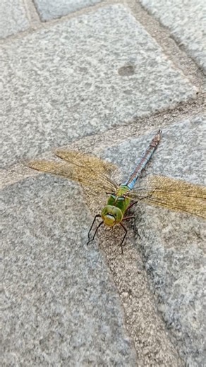 Absturz! Libelle in Innsbruck notgelandet 😂 #libelle #tiere #innsbruck