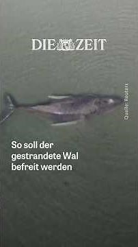 Luftkissen, Plane, Schlepper – so wollen Helfer den gestrandeten Wal retten