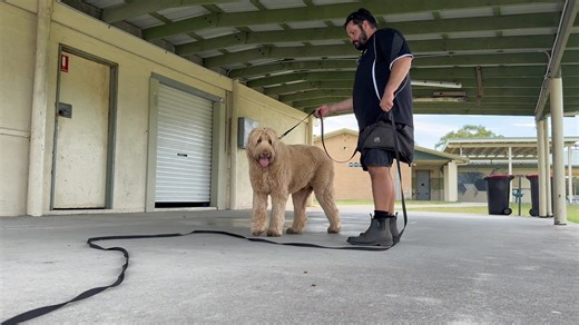 Basic Obedience Drills Using Food with Teddy These drills aren’t about teaching reliable obedience commands, they are about what is achieved through the process. Communication, Co-operation, Authority, Self Control For Teddy this is also teaching him that he can’t pick food up off of the ground unless given permission. The rules are we give the dog a command that they already know and they must hold that command until we release them with “Ok”, we use distractions to try and make them break the 