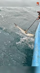 Caching Cobia Fish in the Sea #fishing #fishingvideos #fishingtime | Neerulagam