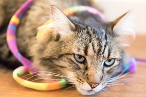 Woman Charged After Facebook Post Boasts About Running Over Cats