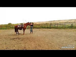 Ponyboy - sale horse