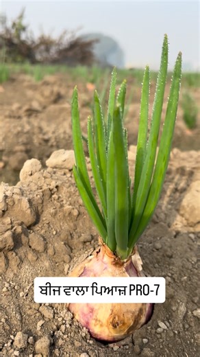 Udeek_Multi_Farming on Instagram: "ਬੀਜ ਵਾਲਾ ਪਿਆਜ਼ PRO-7"