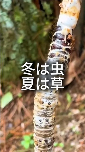 冬は虫、夏は草。ヒマラヤ高山で育つ、特異な存在。
