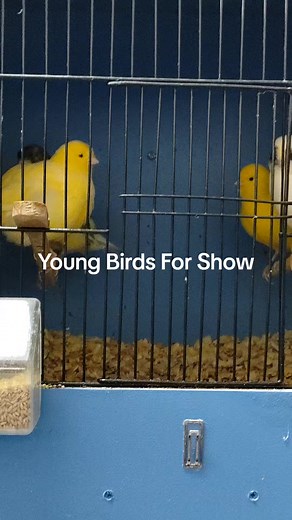 Ultimate Guide to Breeding and Caring for Canaries