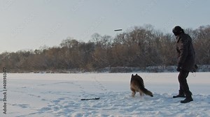 Man throws a stick training a dog a fetch command. Man training a large German shepherd in nature in winter. Handler training the big dog, slow motion.