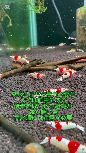 シュリンプ飼育準備応援動画パート3水温編 #レッドビーシュリンプ #アクアリウム #シュリンプ飼育