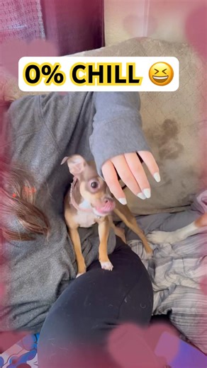 Tiny Chihuahua VS Sweater: With Tiny Rage! 😤 🐾