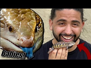 How to get your Baby Blue Tongue Skink started!