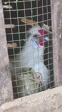 🐔 சில்கி கோழி (Silkie Hen) உணவு மற்றும் பராமரிப்பு