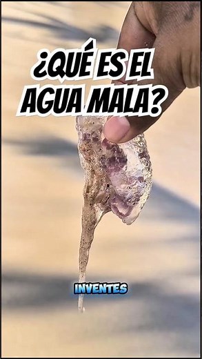 ¿Qué es el agua mala? #aguamala #medusa #playa #faunamarina #puertovallarta