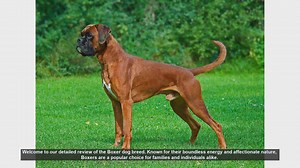 Boxer Dog Breed Review: Energetic, Loyal, and Affectionate Companions