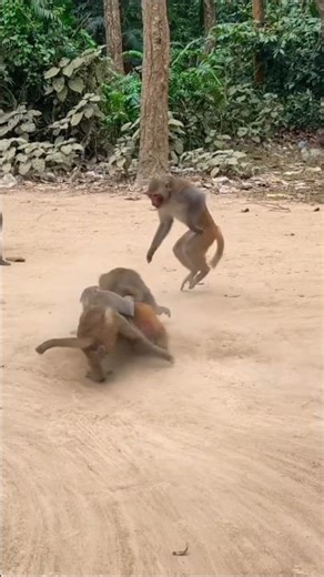 Why are these Monkeys fighting like humans?!🐒!