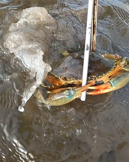 The Biggest Mud Crabs Ever! Low Tide Swamp Crab Hunting #MudHunting #LowTideHunt #AmazingCatch | Nit Lifestyle