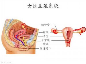基礎生物3 6 03女性生殖系統一博