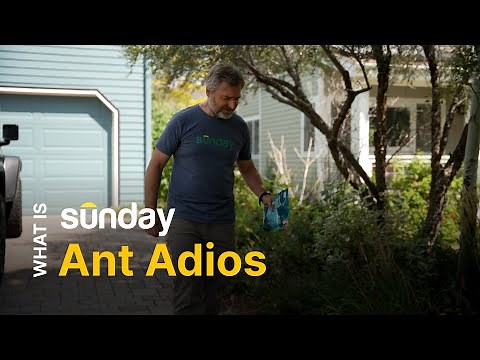 What is Sunday Ant Adios