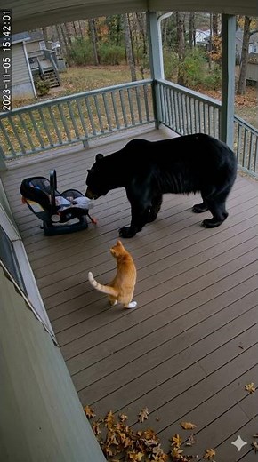Brave Cat Confronts HUGE Bear on My Porch!