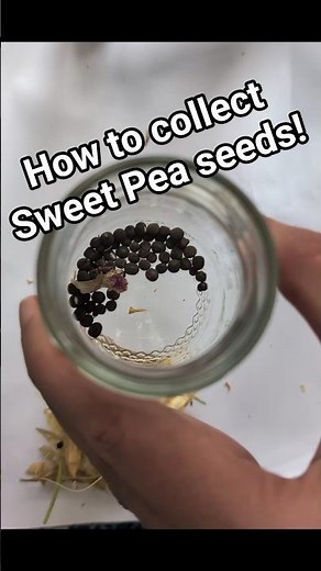 How to collect Sweet Pea seeds! #seeds #sweetpea