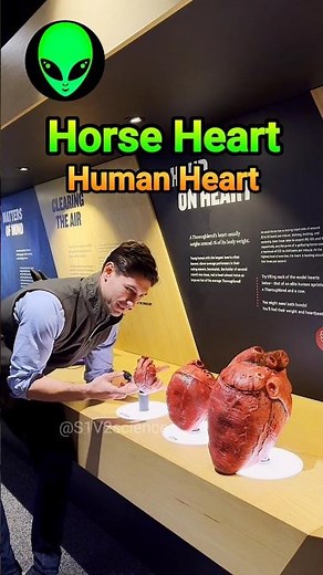 horse heart vs human heart by S1V2