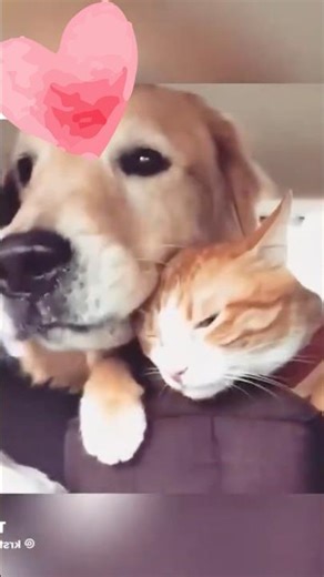 Cute dog and cat scenes ❤️ #shorts #dog #cat