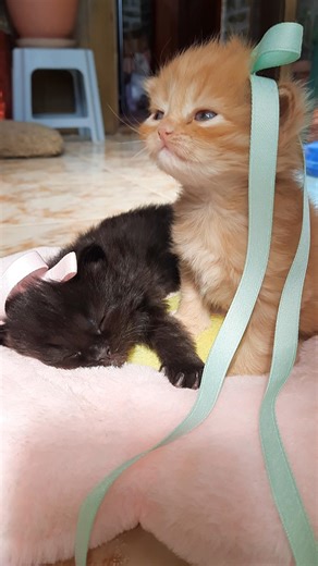Masha's kittens||صغار ماشا🩷🌸#funny#iphone16#trending#youtubeshorts#shortvideo#shorts#fyp#viralvideo