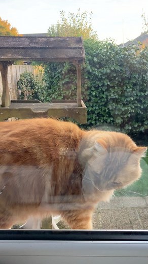 Honey 🍯 teeters on the window ledge #catsprotection #isleofwight | Honey The Ginger Girl Cat