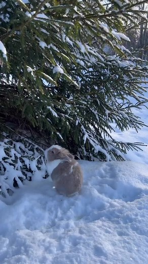 Snow Bunny Videos: Adorable Bunnies in Action! | TikTok