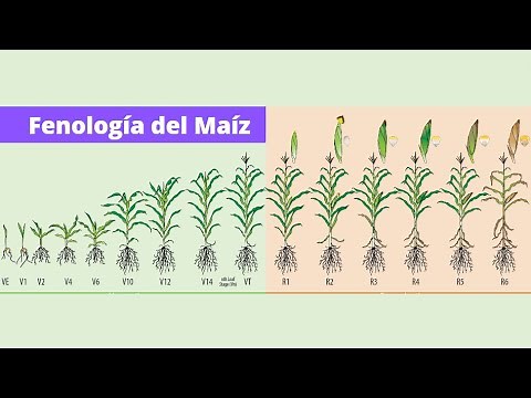 ETAPAS Y FASES FENOLOGICAS DEL MAÍZ