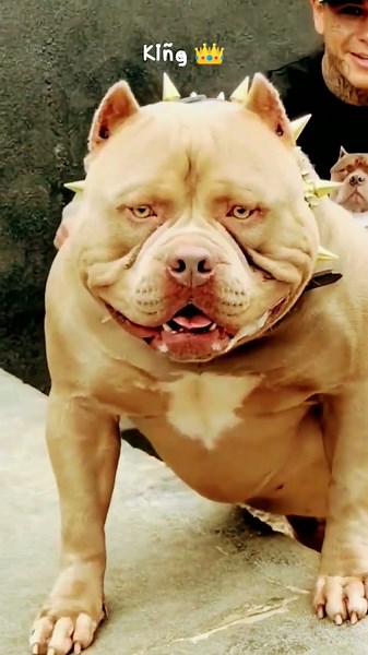 🔥 World's Most Powerful Pitbull 🐶💪 | Loyal & Fearless Pitbull #shorts#Pitbull #PitbullDog#new#viral