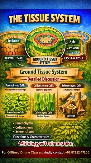 THE TISSUE SYSTEM 🌿 #tissue #system #plantbiology #botanybasics #neetprep #ncert #plantanatomy