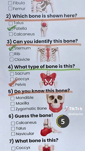 Bones Quiz: Can You Score 7/7 on Human Anatomy?