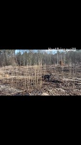138 reactions | Hard Flying Quail, Make Training EASY!!! #proplansportingdogs #quail #birddogs #birddogtraining | Midnight Kennel | Facebook