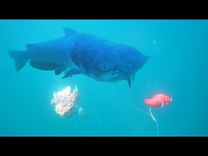 Chicken Liver Vs. Jell-O Chicken for Channel Catfish! (Underwater Footage)