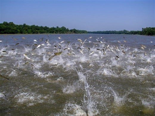 Indiana DNR: New permanent permit will allow anglers to harvest invasive carp 24/7
