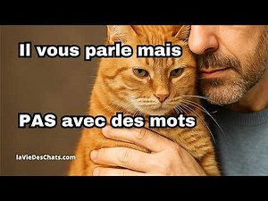 6 SECRET MESSAGES FROM YOUR CAT. DO YOU KNOW THEM?