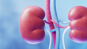 Kidney with biology and health care concept, 3d rendering.