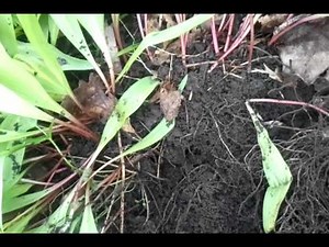 How to harvest wild ramps
